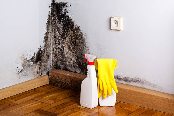 Best Emergency Mold Remediation in Mannington, WV