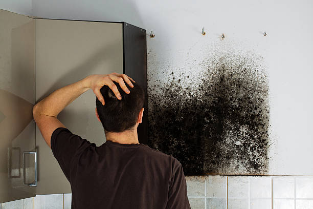Best Emergency Mold Remediation in Mannington, WV