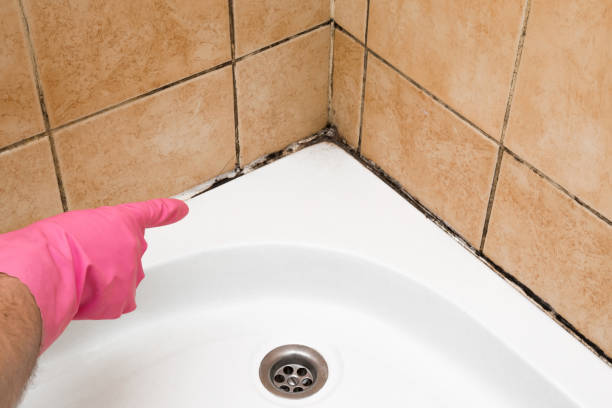 Best Kitchen Mold Remediation in Mannington, WV